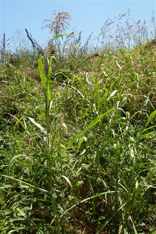 Chrysopogon gryllus? no, Sorghum halepense